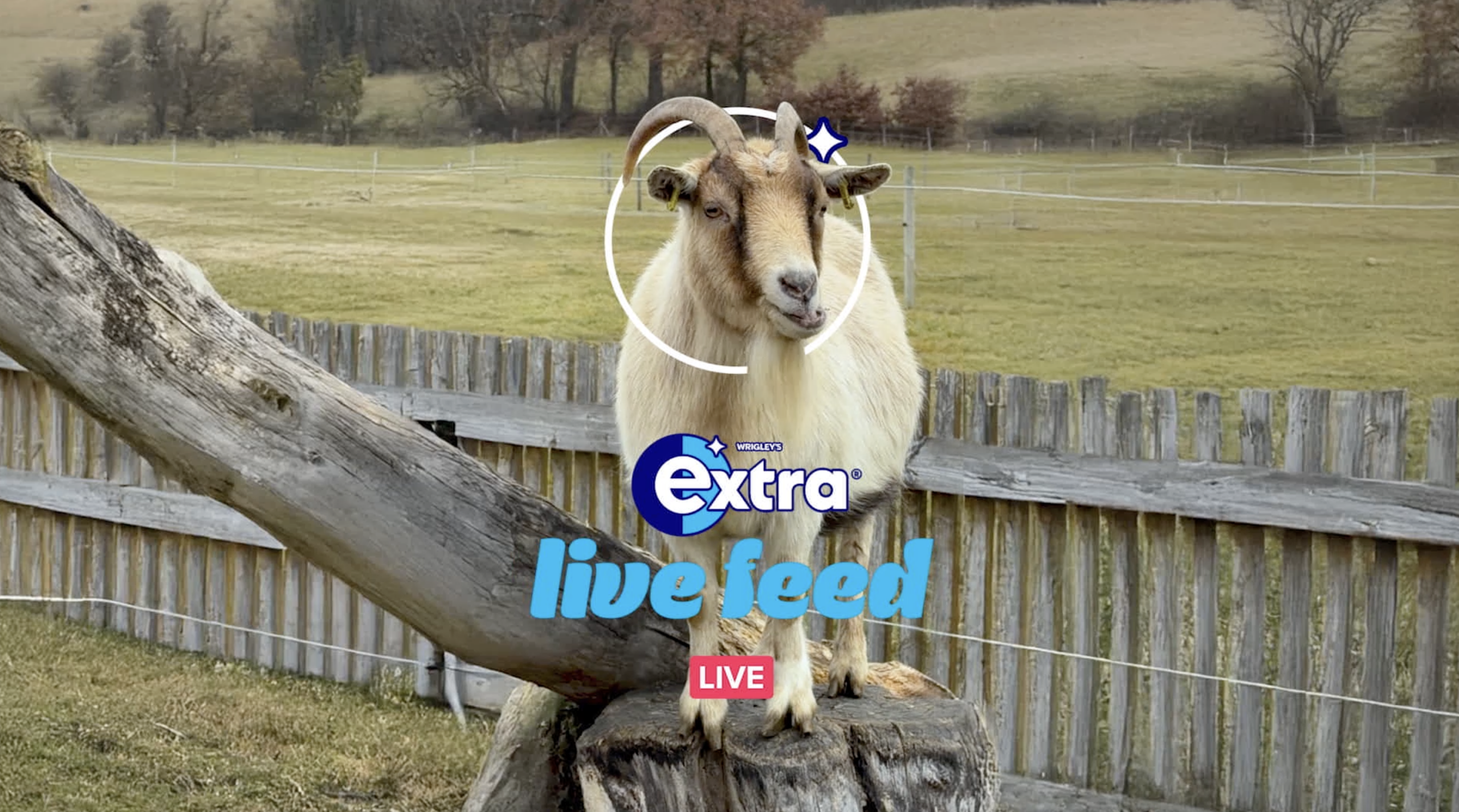 Channel Your Inner Goat